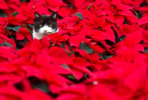 A cat sits sits amid of poinsettia plants in a greenhouse of a horticultural farm on November 18, 2010 in Beeskow, eastern Germany. The plant traditionally is used as a Christmas decoration and symbolise in some countries the Star of Bethlehem and the blood sacrifice. AFP PHOTO PATRICK PLEUL GERMANY OUT (Photo credit should read PATRICK PLEUL/AFP/Getty Images)