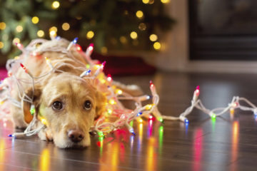 Puppy wrapped up in Christmas lights