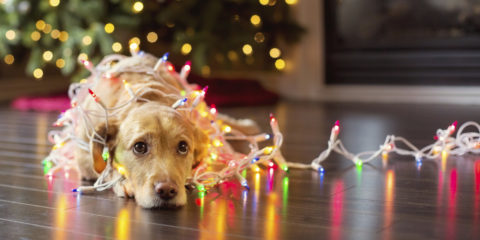 Puppy wrapped up in Christmas lights