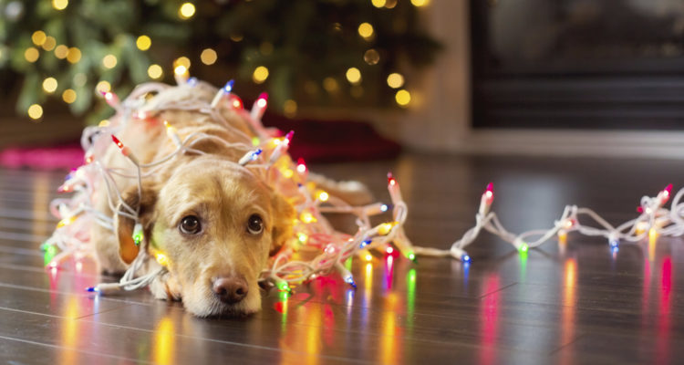 Puppy wrapped up in Christmas lights